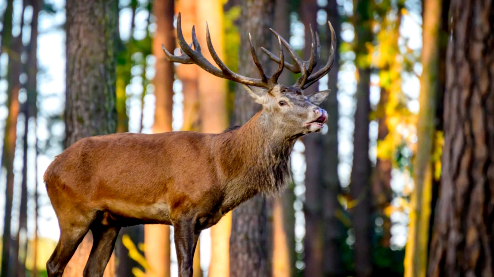 Impact croissant du gibier sur le rajeunissement des forêts bernoises