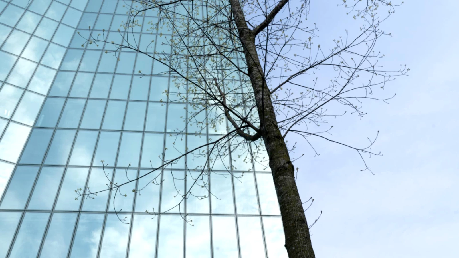 Berne envisage de protéger les oiseaux des collisions avec les vitres