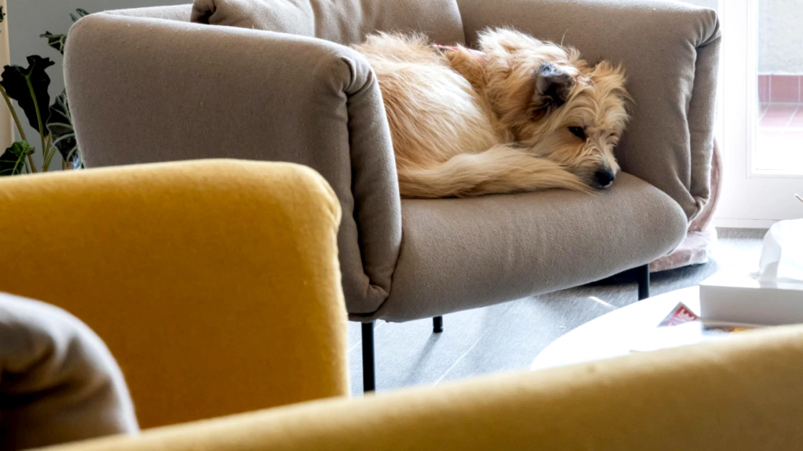 L'EPFL montre l'impact des chiens sur l'air d'un foyer