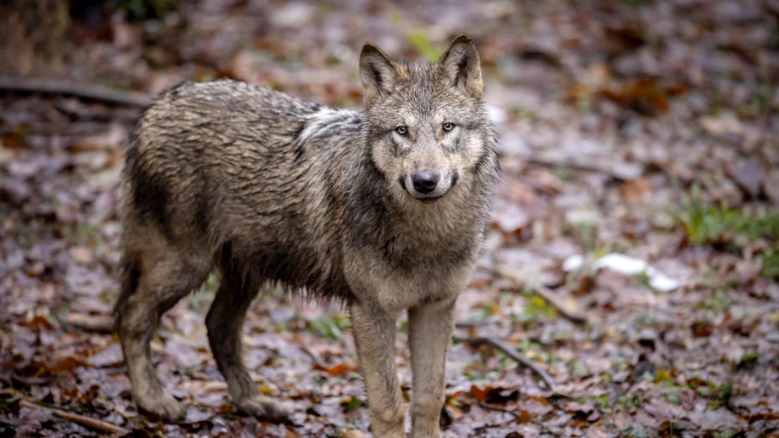 Loups en Valais en 2025 : 81 attaques, 318 victimes en baisse