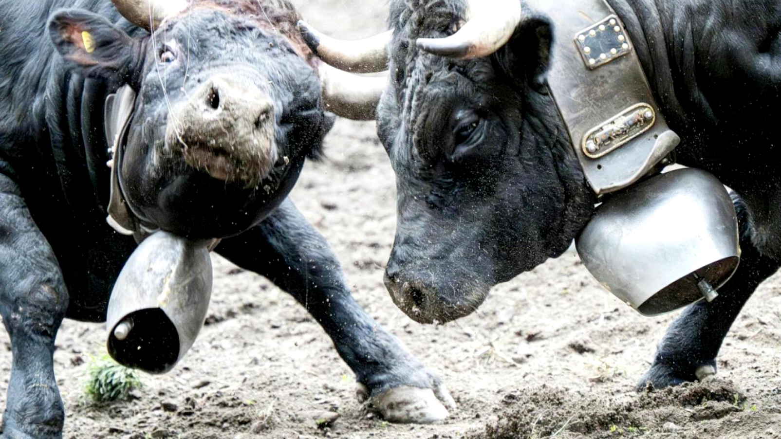 Finale nationale des combats de reines: Tourtemagne vise une arène
