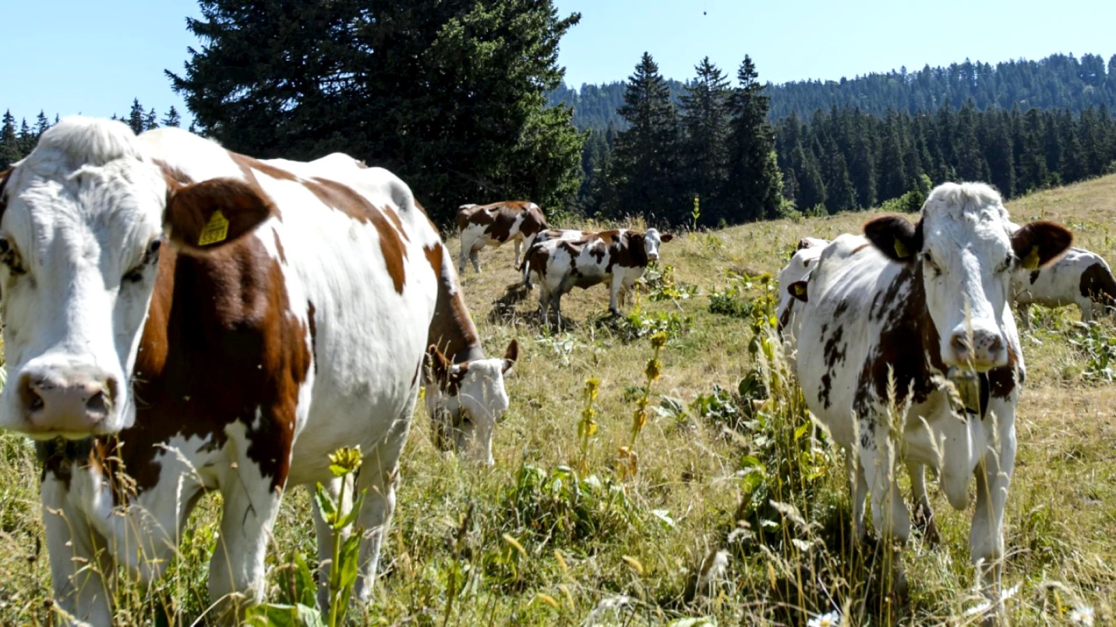 Éleveurs privés de pâturage: députés vaudois demandent une aide