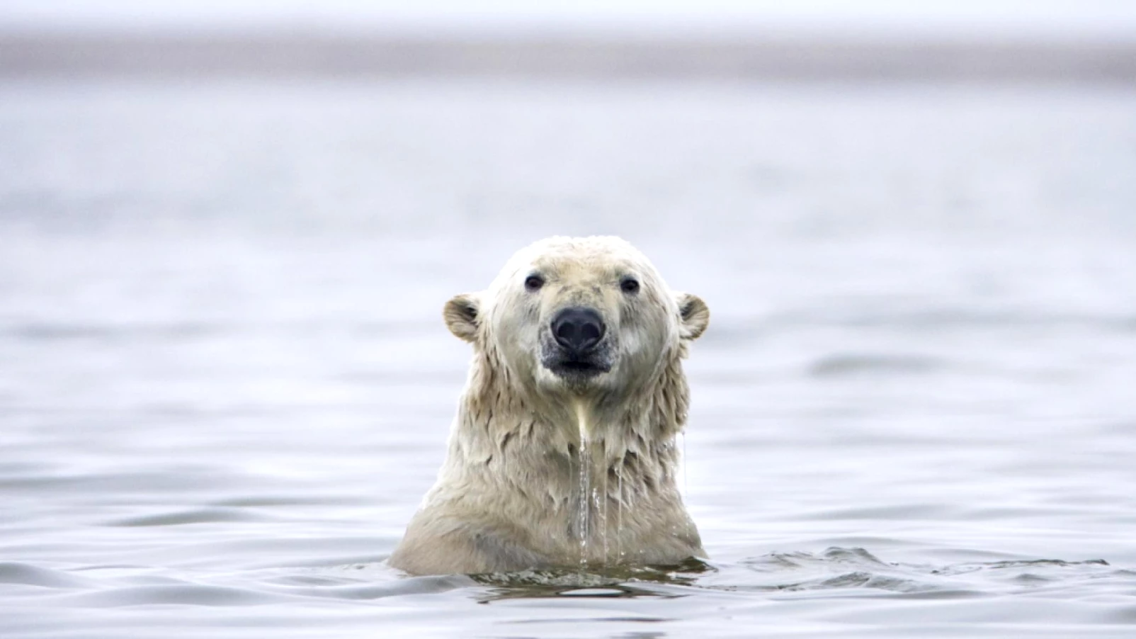 Banquise arctique: hiver 2025-2026 parmi les plus bas jamais mesurés