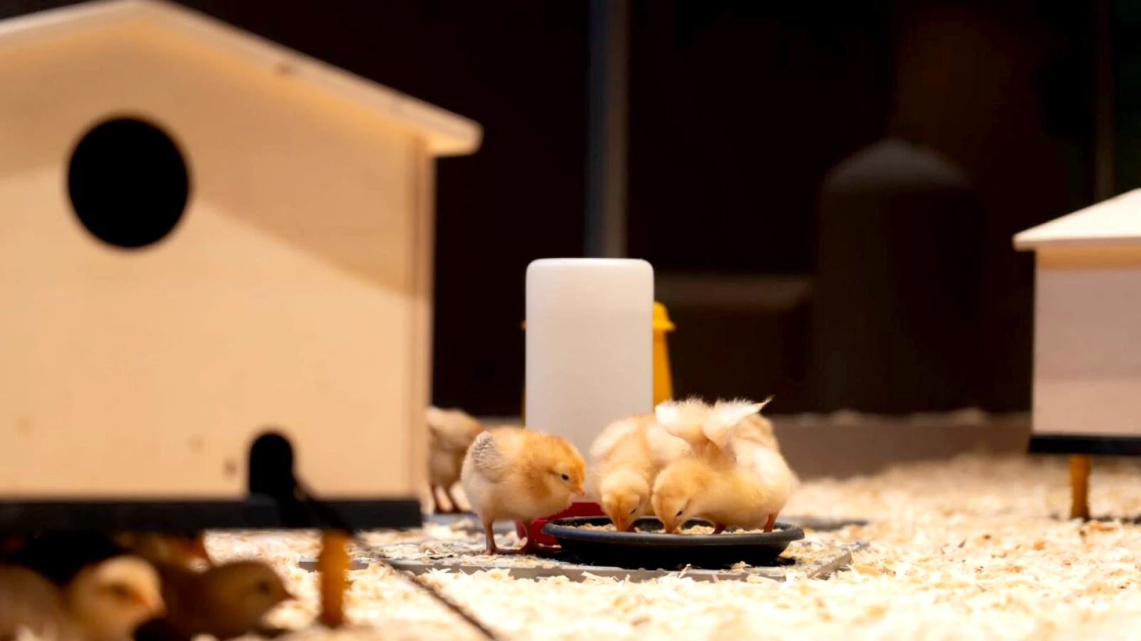 Musée d'histoire naturelle de Fribourg: des poussins talentueux