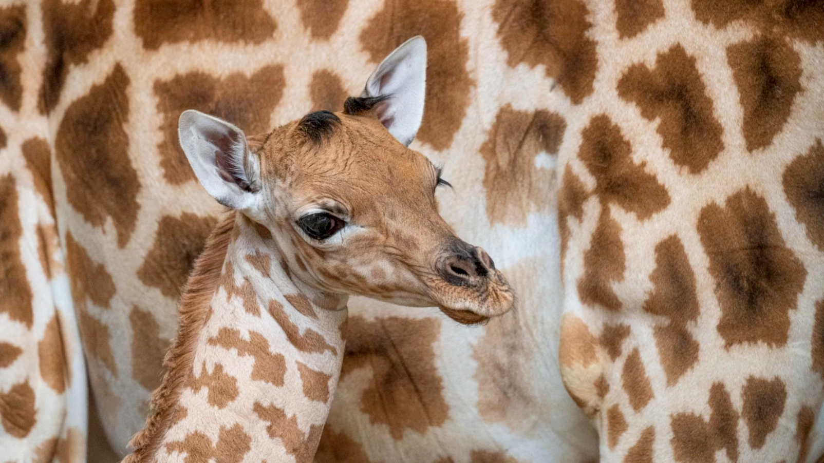 Naissance de Xahara, une girafe du Kordofan au zoo de Bâle