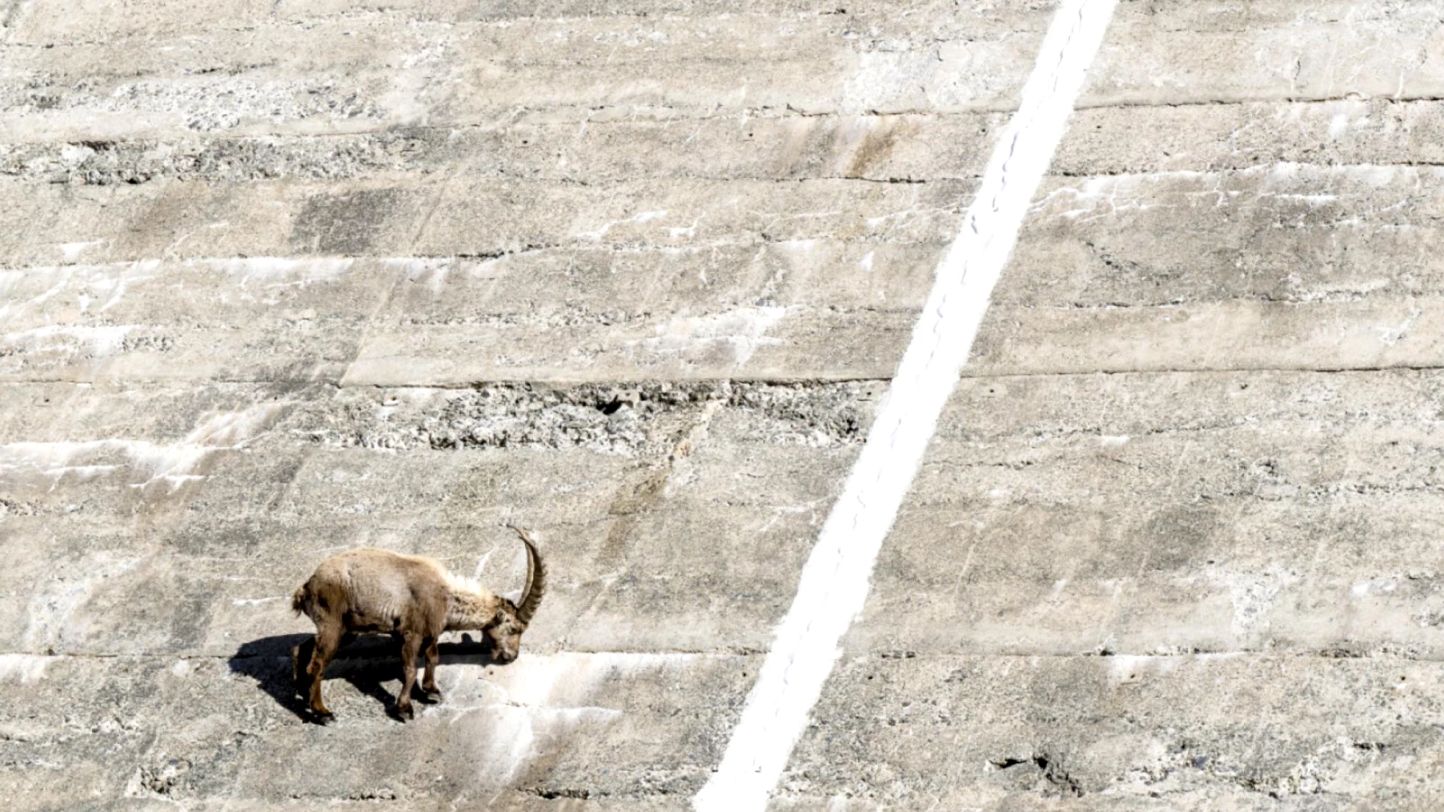 Valais : régulation du bouquetin avec contingent individuel par chasseur