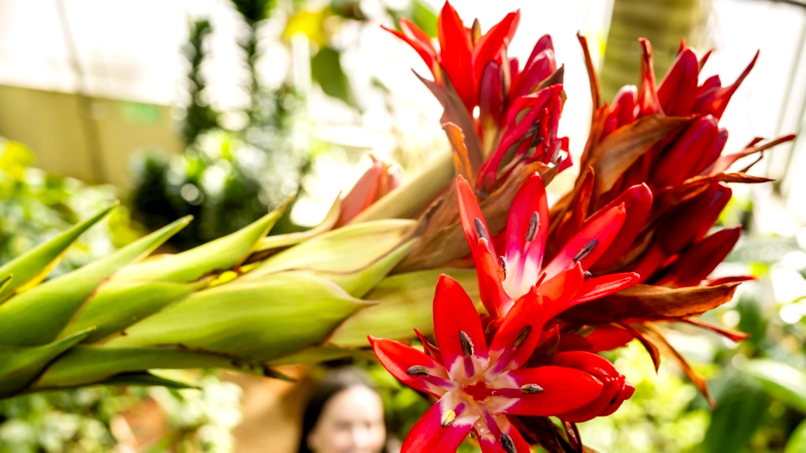 Doryanthes palmeri fleurit au Jardin botanique de Genève après 43 ans