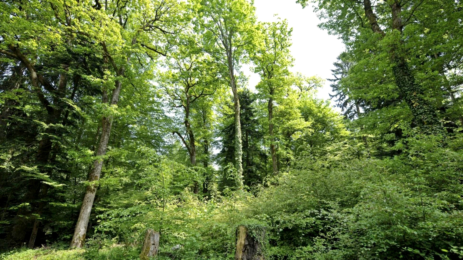 Forêt suisse protégée depuis 150 ans, toujours sous pression climatique