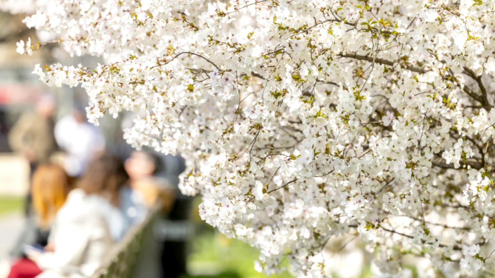 Balades thématiques gratuites à Genève : découvrir la ville autrement