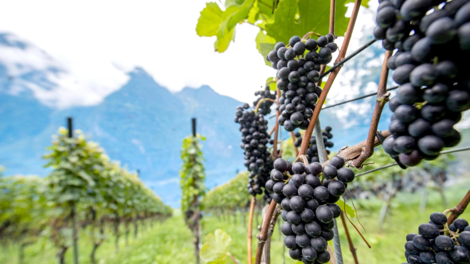 L'ADN révèle que le pinot noir était cultivé en France au XVe siècle