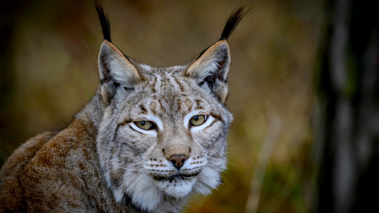 Femme jugée pour avoir tué un lynx protégé qui attaquait sa poule