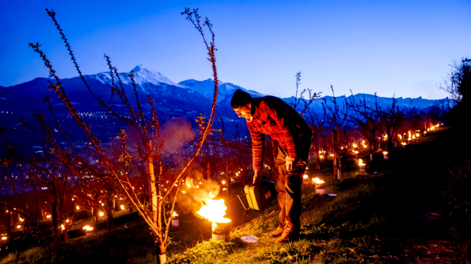 Risque de gel : abricotiers en Valais, floraison précoce et vulnérables