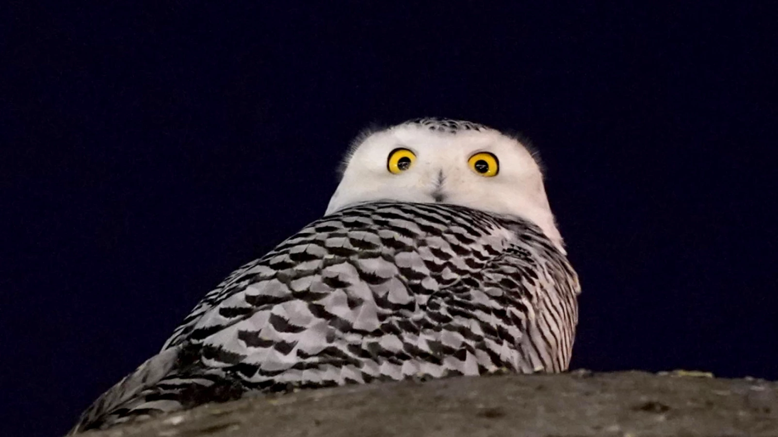 40 espèces migratrices : protection internationale à la COP15