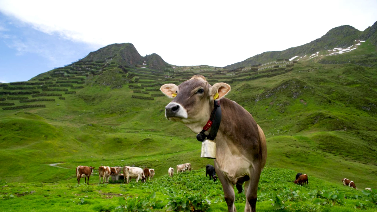 La Suisse veut inscrire l'alimentation alpine à l'UNESCO