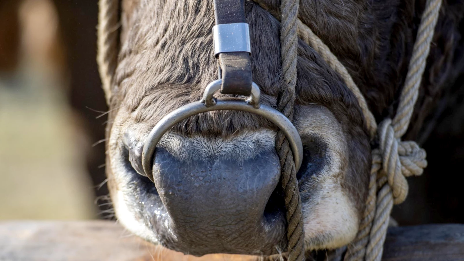 Palézieux-Village (VD) : un ouvrier agricole tué par un taureau