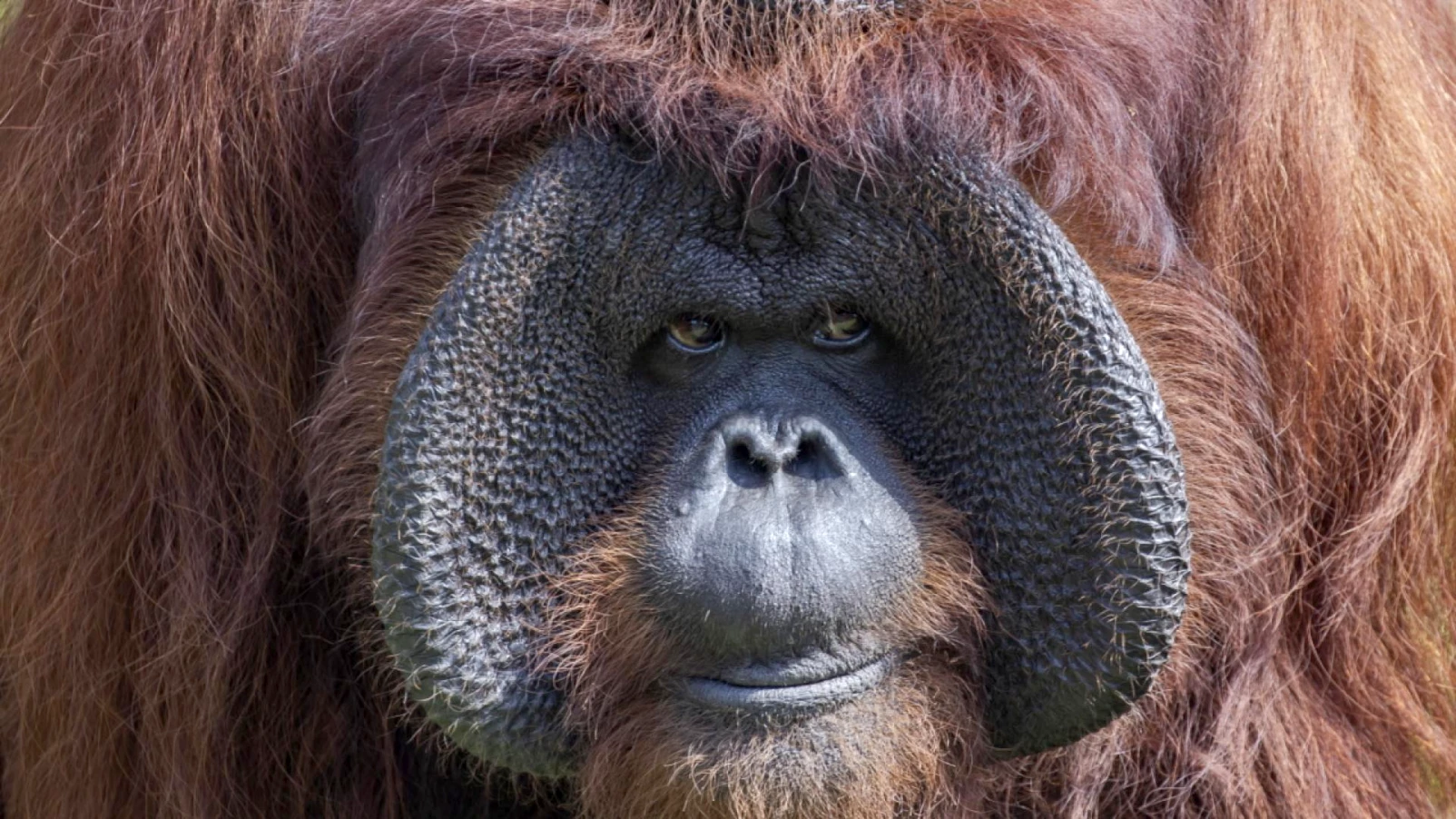 Bébé orang-outan de Bornéo né au zoo de Madrid, espèce menacée