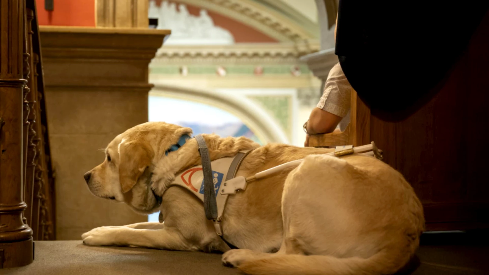 Certification des formateurs de chiens d'assistance en Suisse