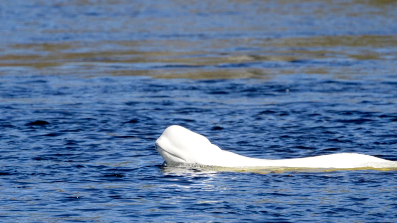 Norvège : béluga observé dans la rivière Drammen près d'Oslo