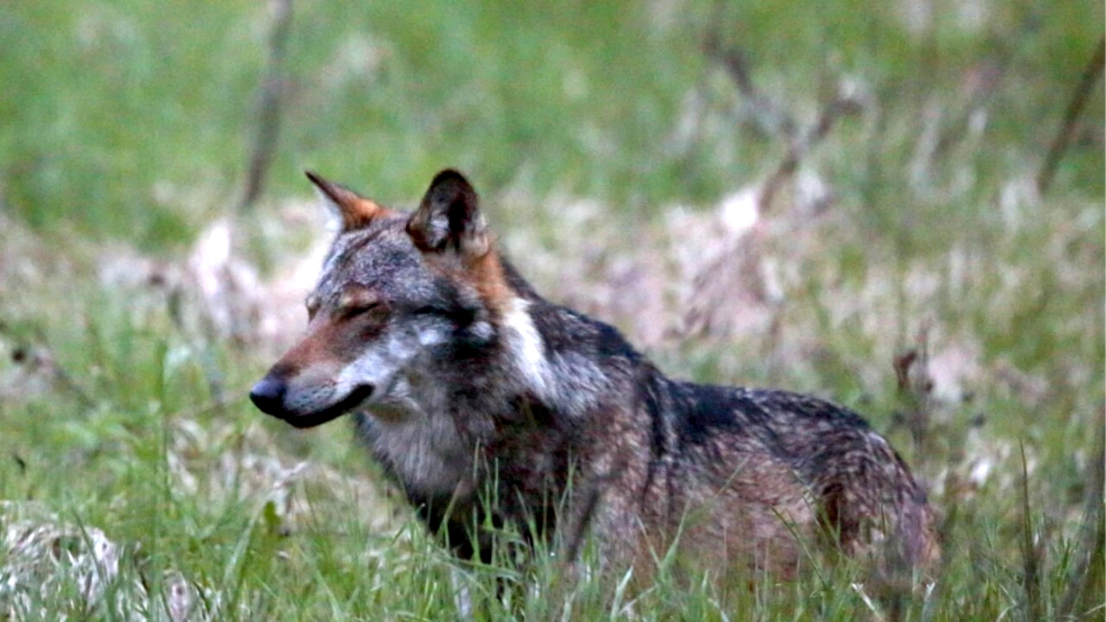Valais : tir d’un loup ordonné à Visperterminen après sept pertes