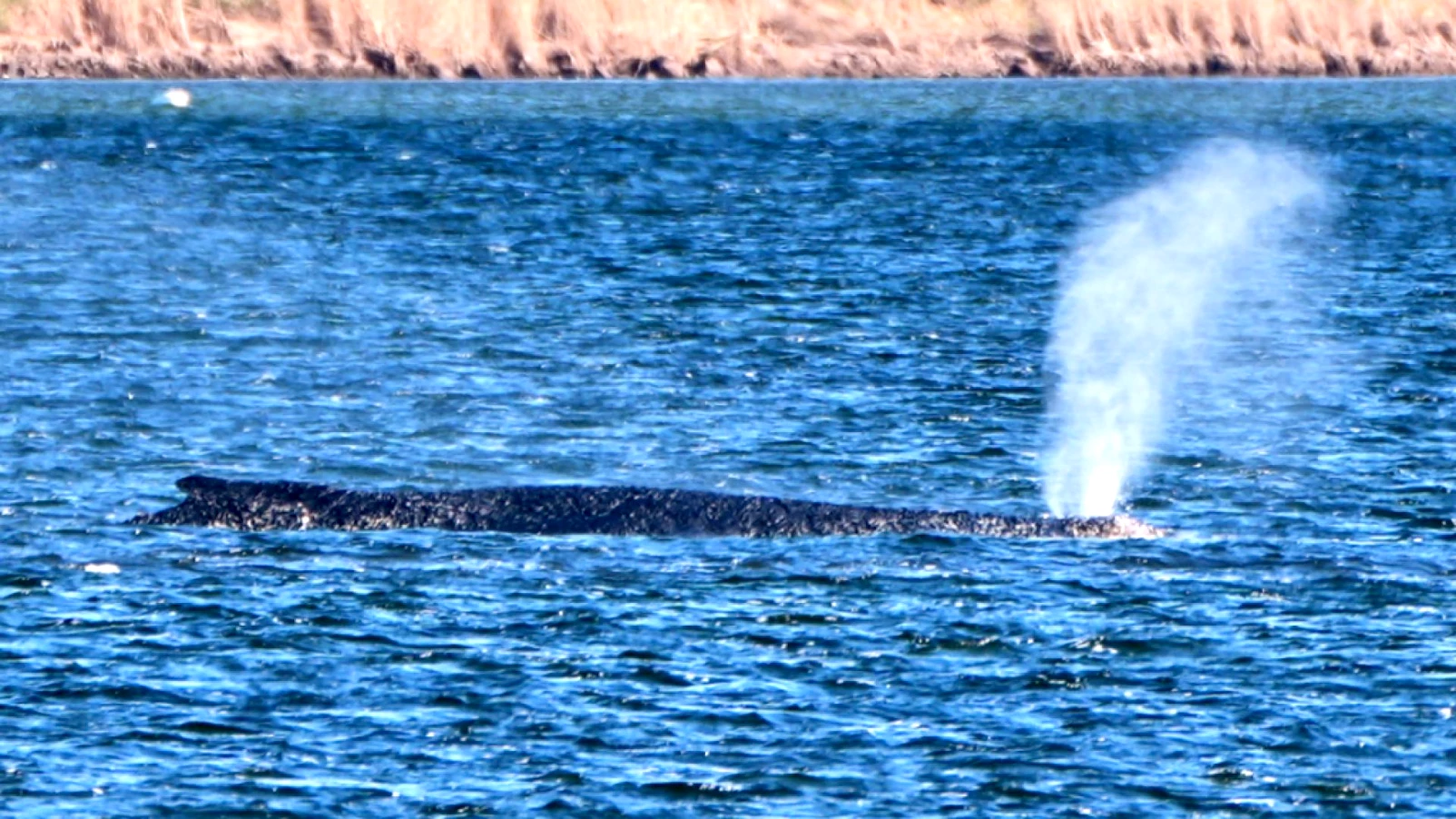 Baleine à bosse remorquée en Allemagne relâchée au large du Danemark
