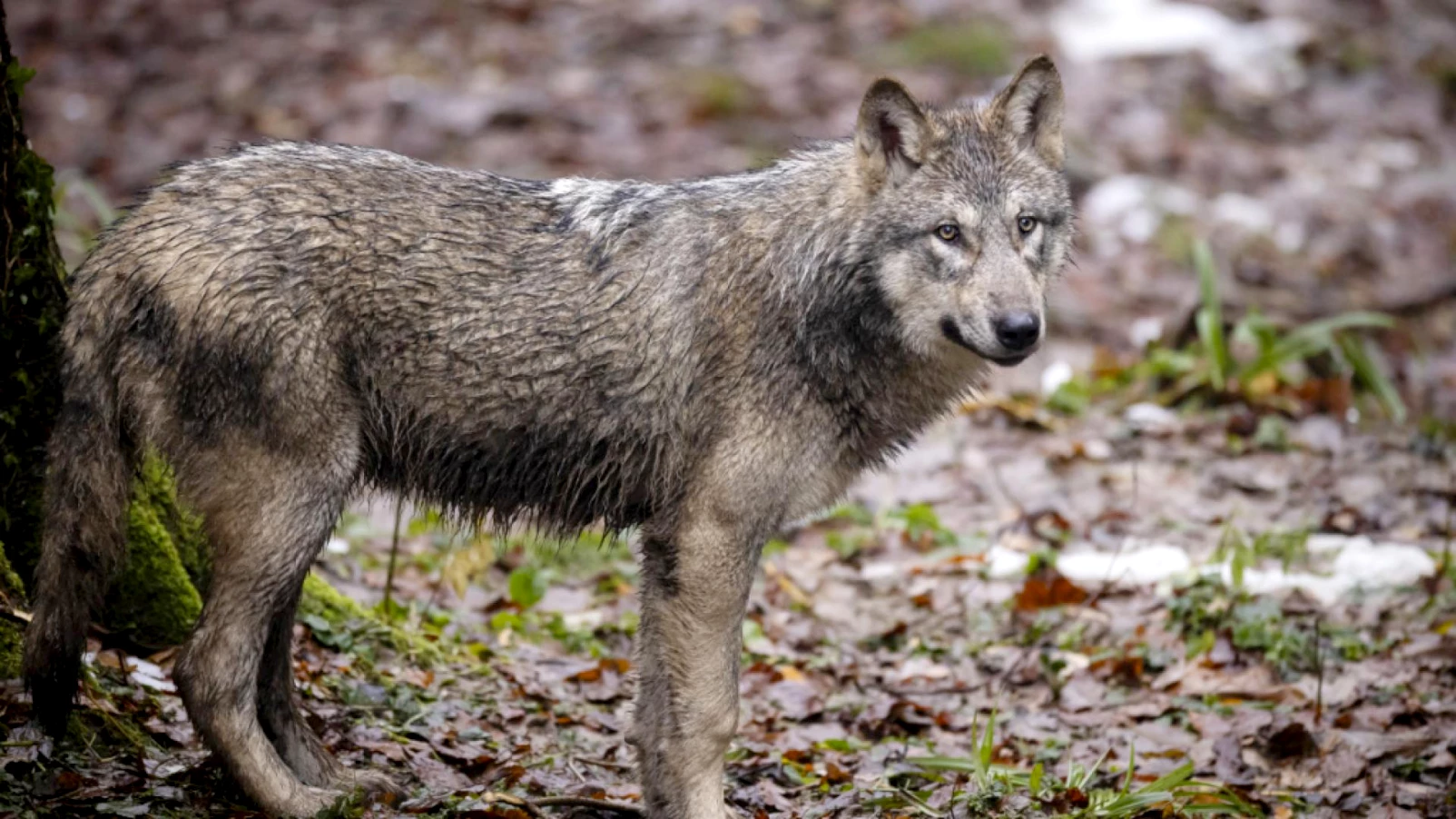 L'OFEV : la régulation du loup freine sa croissance en Suisse