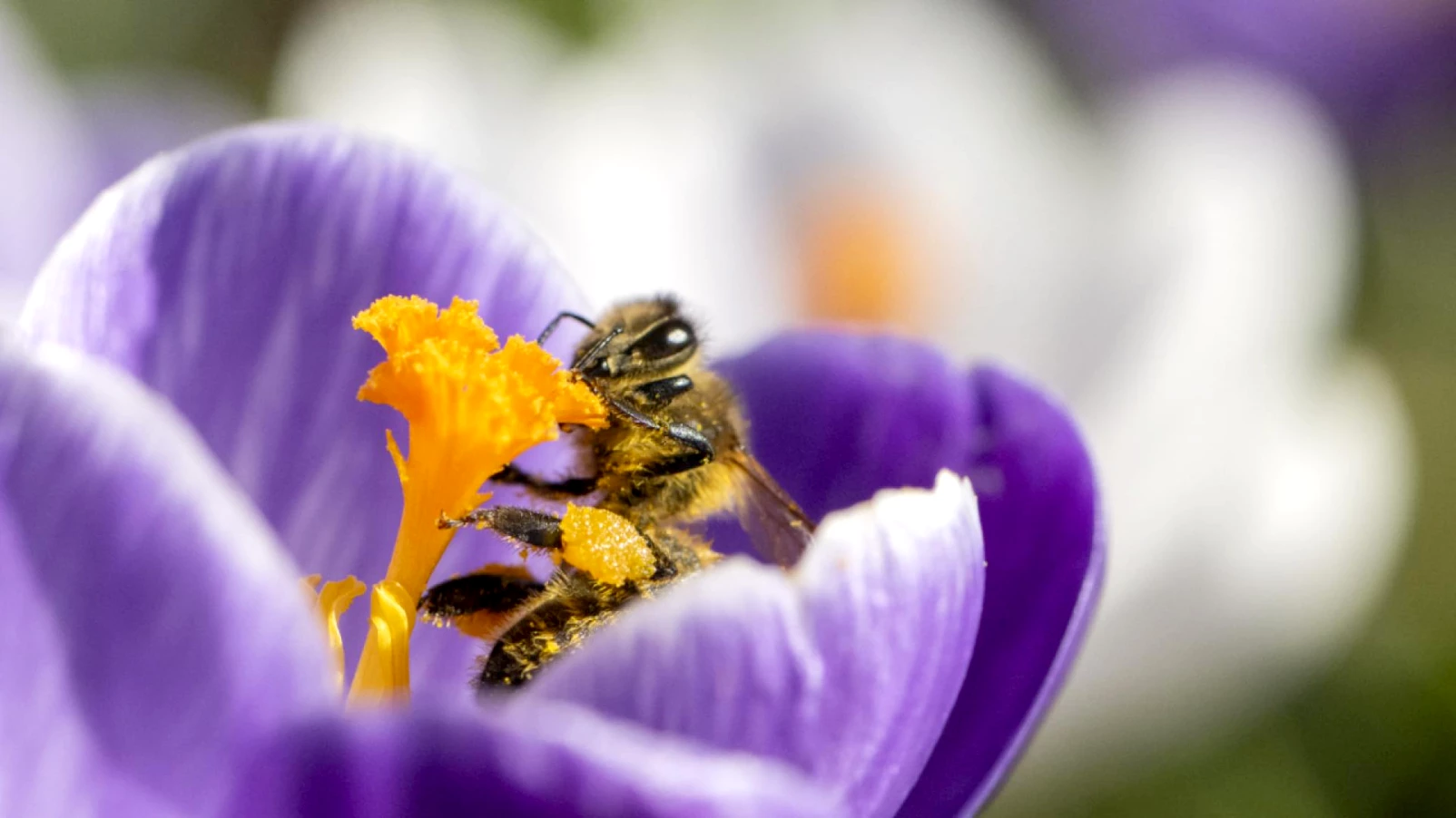 Biodiversité en Suisse : mesures fédérales jugées insuffisantes