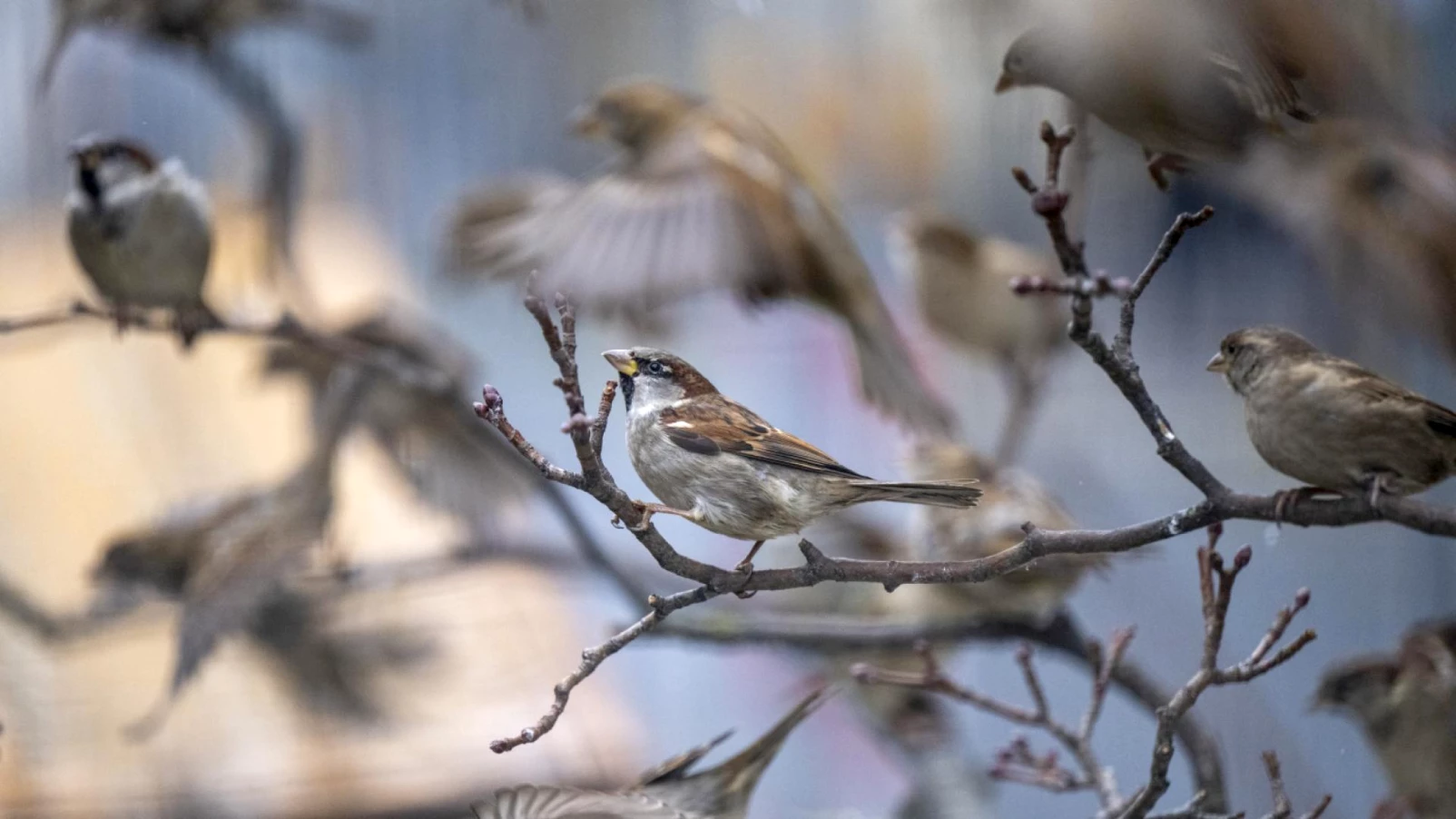 Grand Conseil vaudois : protéger les oiseaux des collisions