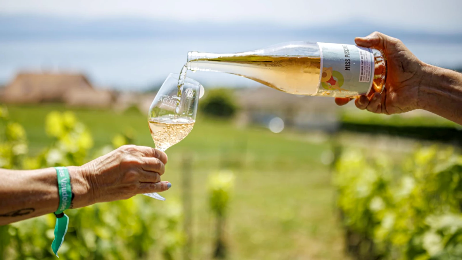 Viticulture vaudoise : le fonds de prévoyance élargi à la promotion
