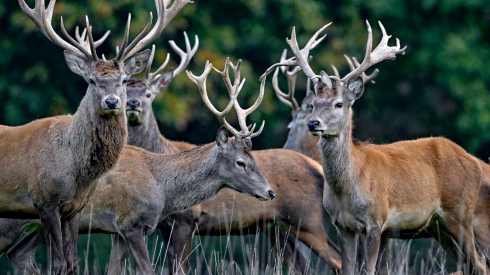 Berne : 1 409 tirs autorisés de cerfs nobles pour protéger les forêts