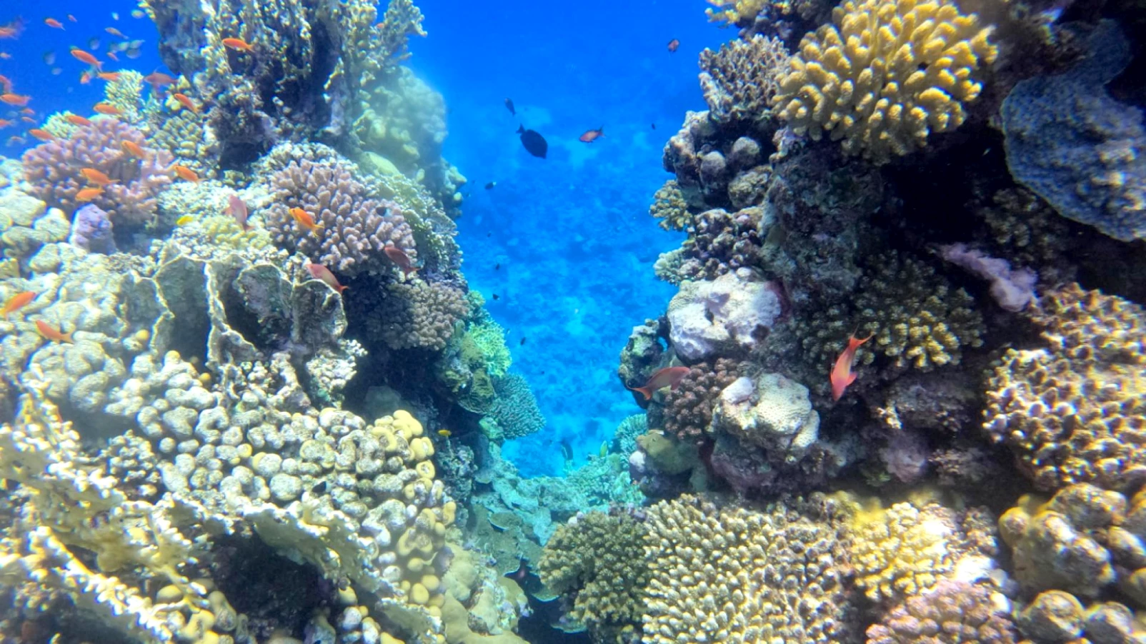 Baromètre Starfish 2026 : l'océan continue de se dégrader