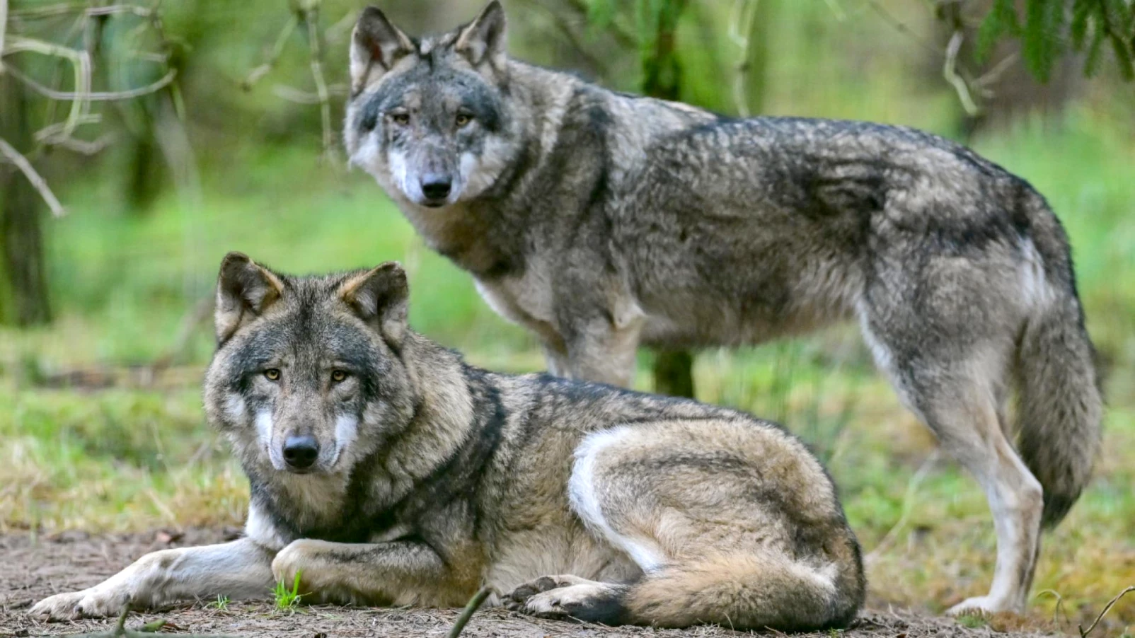 La Suisse compte 43 meutes de loups et 350 individus en 2025