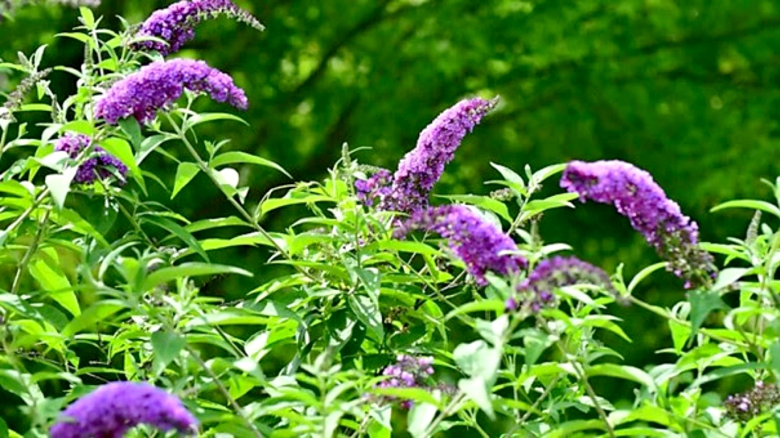 Neuchâtel mobilise la population contre les plantes envahissantes