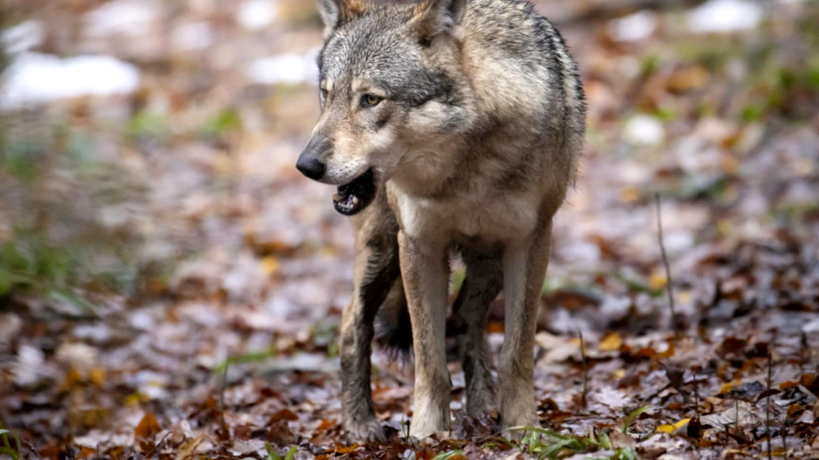 Deux génisses tuées par le loup aux Verrières (NE)