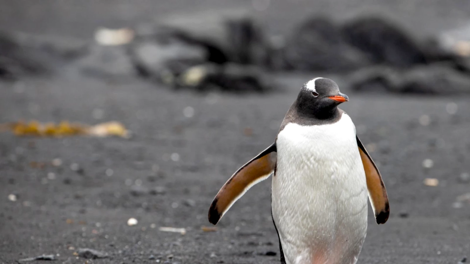 Antarctique : températures record à l'orée de l'hiver austral