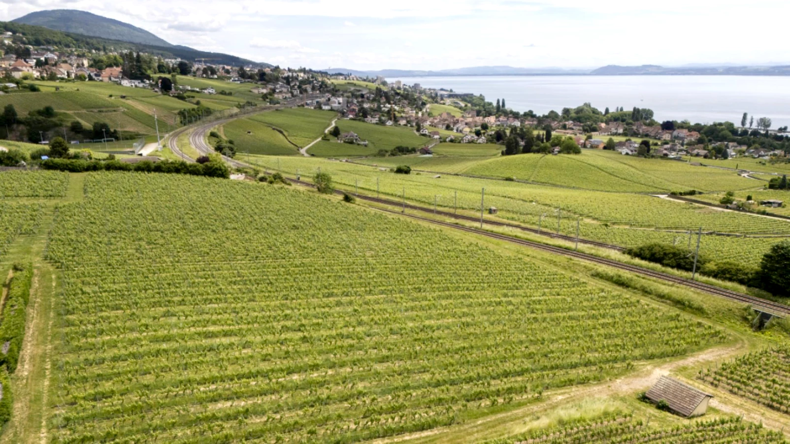 L'oeil-de-perdrix : 165 ans et une bouteille transparente