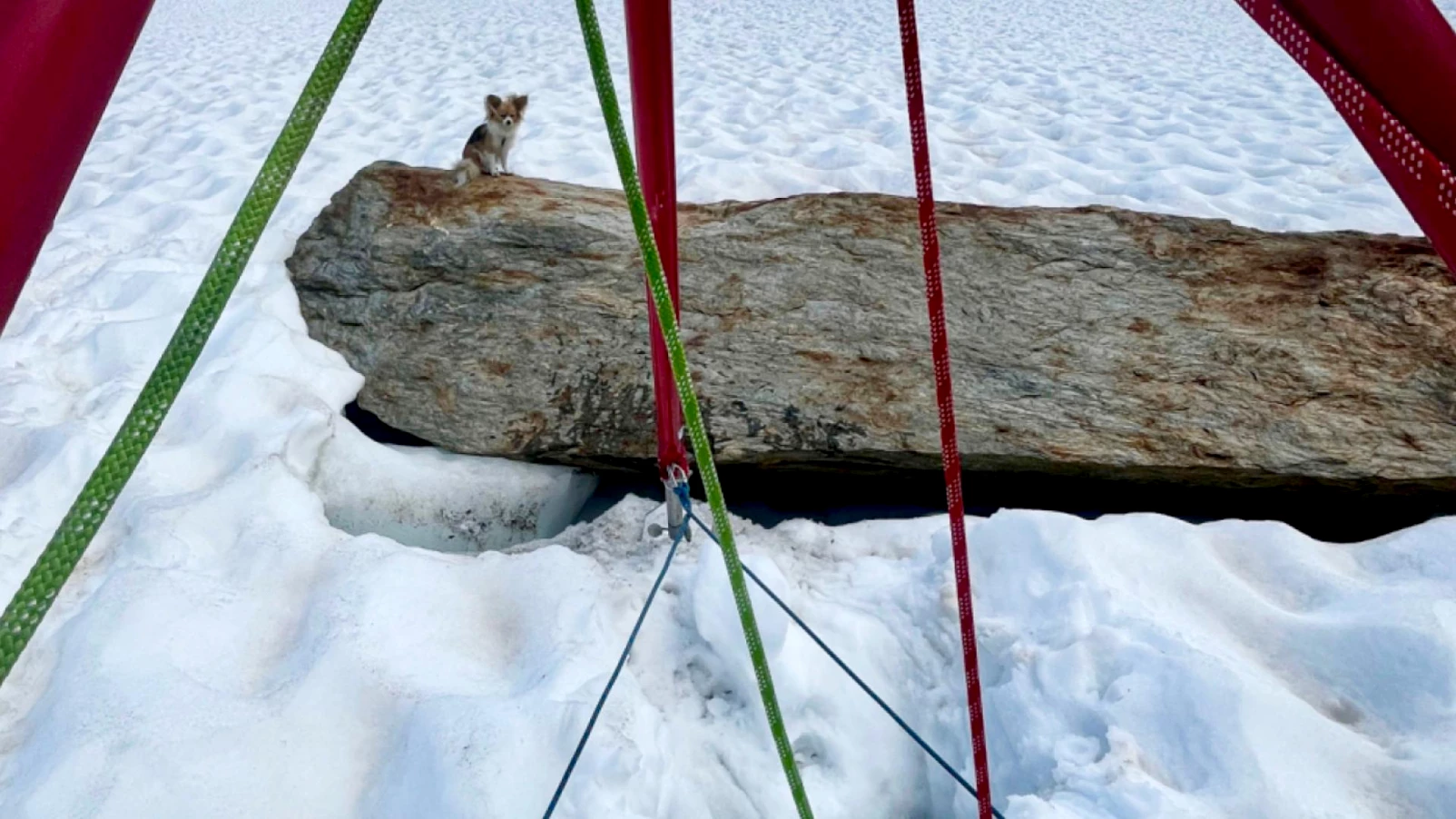 Chihuahua héroïque sauve son maître tombé dans une crevasse en Suisse