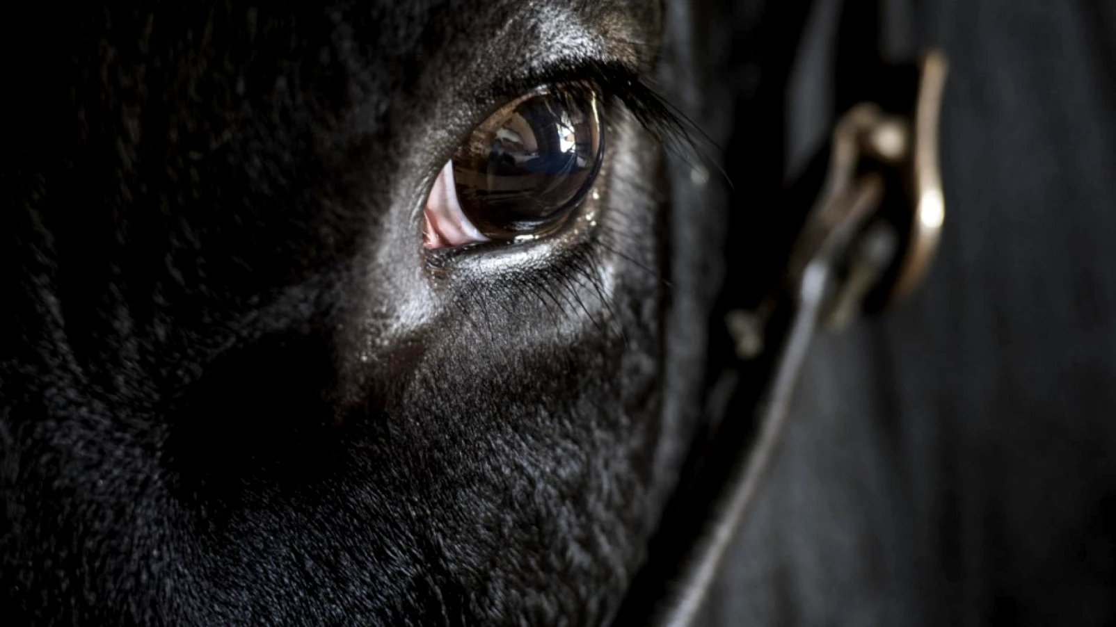 Taureau agressif en fuite à Montalchez : recherches en cours