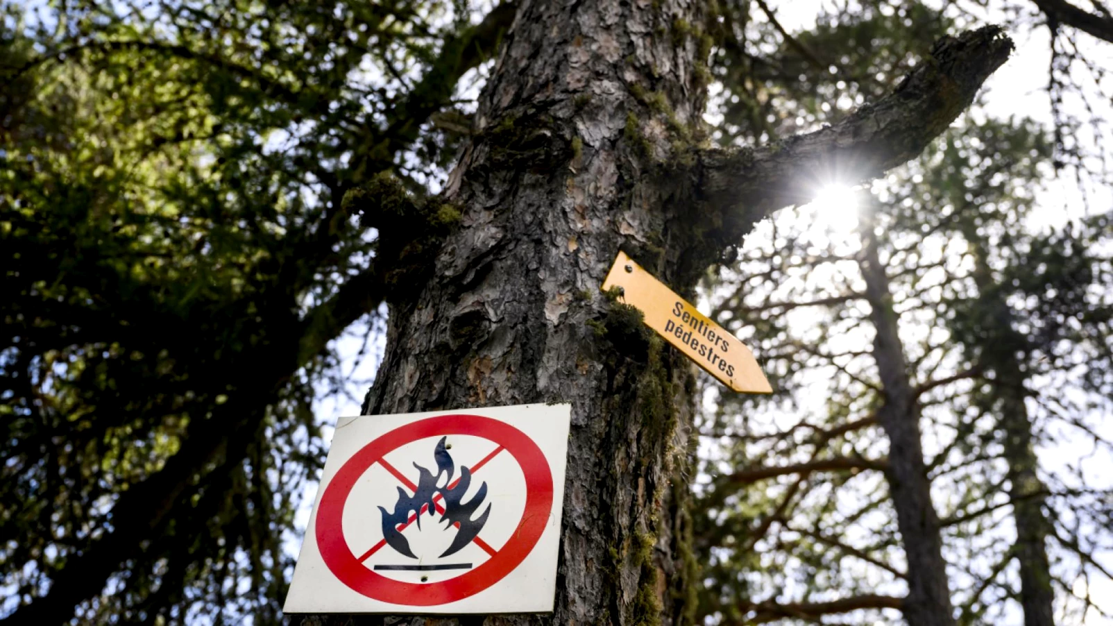 Risque élevé de feux de forêt en Valais : appel à la prudence