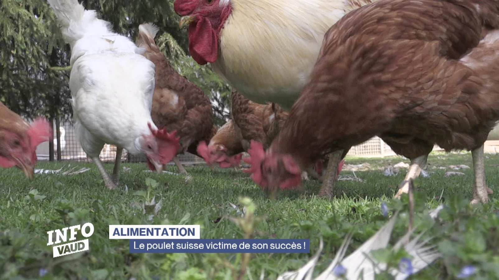 Le poulet suisse victime de son succès