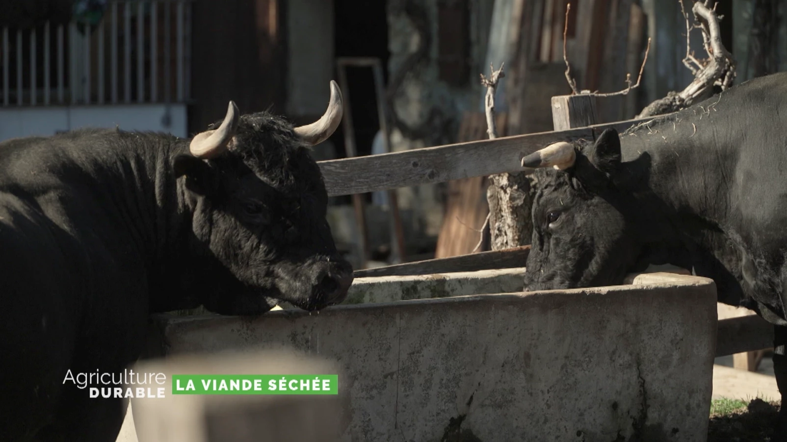 Zoom sur la viande séchée