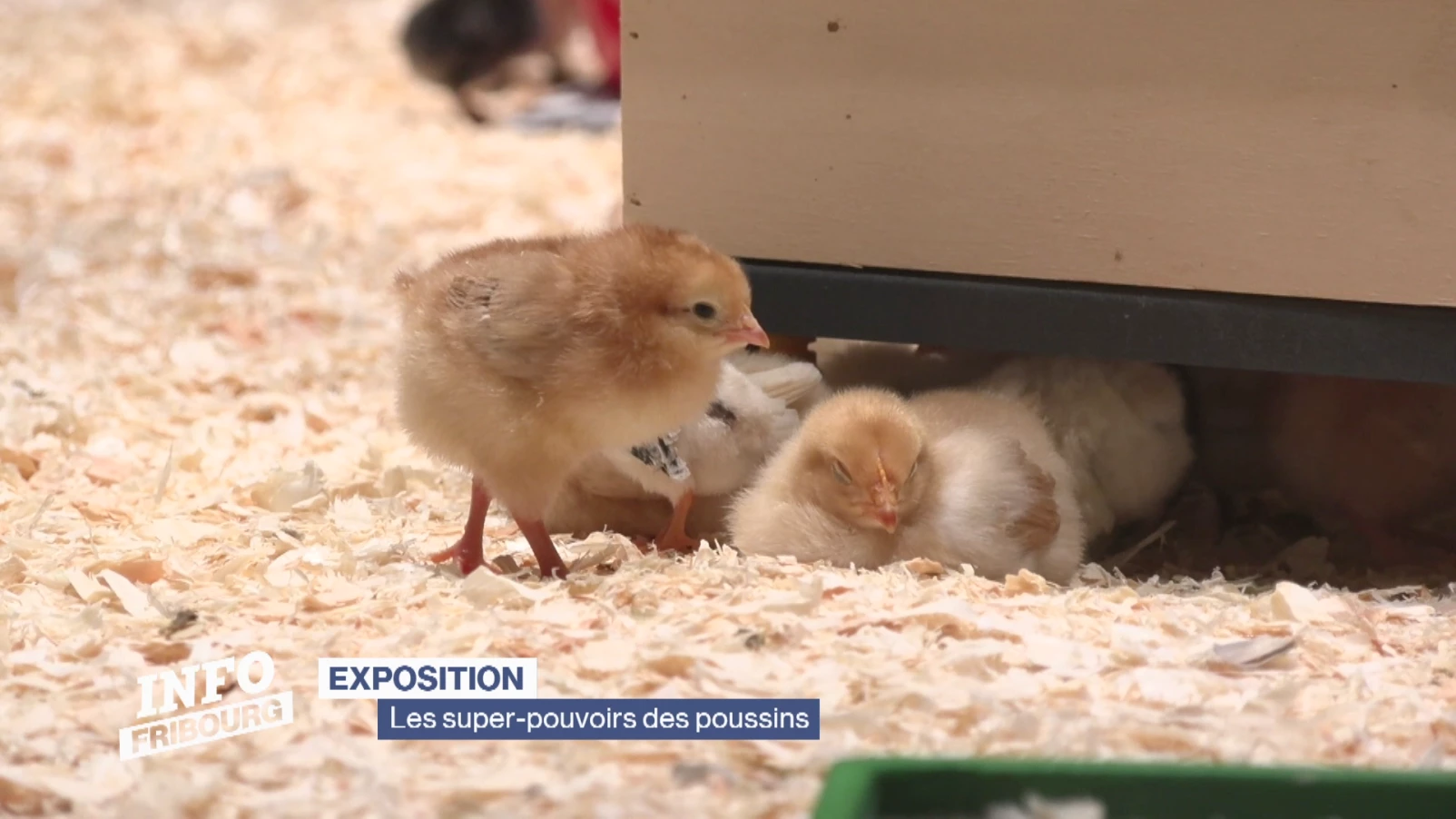Les super-pouvoirs des poussins