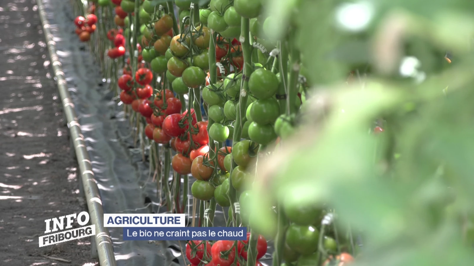 Agriculture: le bio ne craint pas le chaud