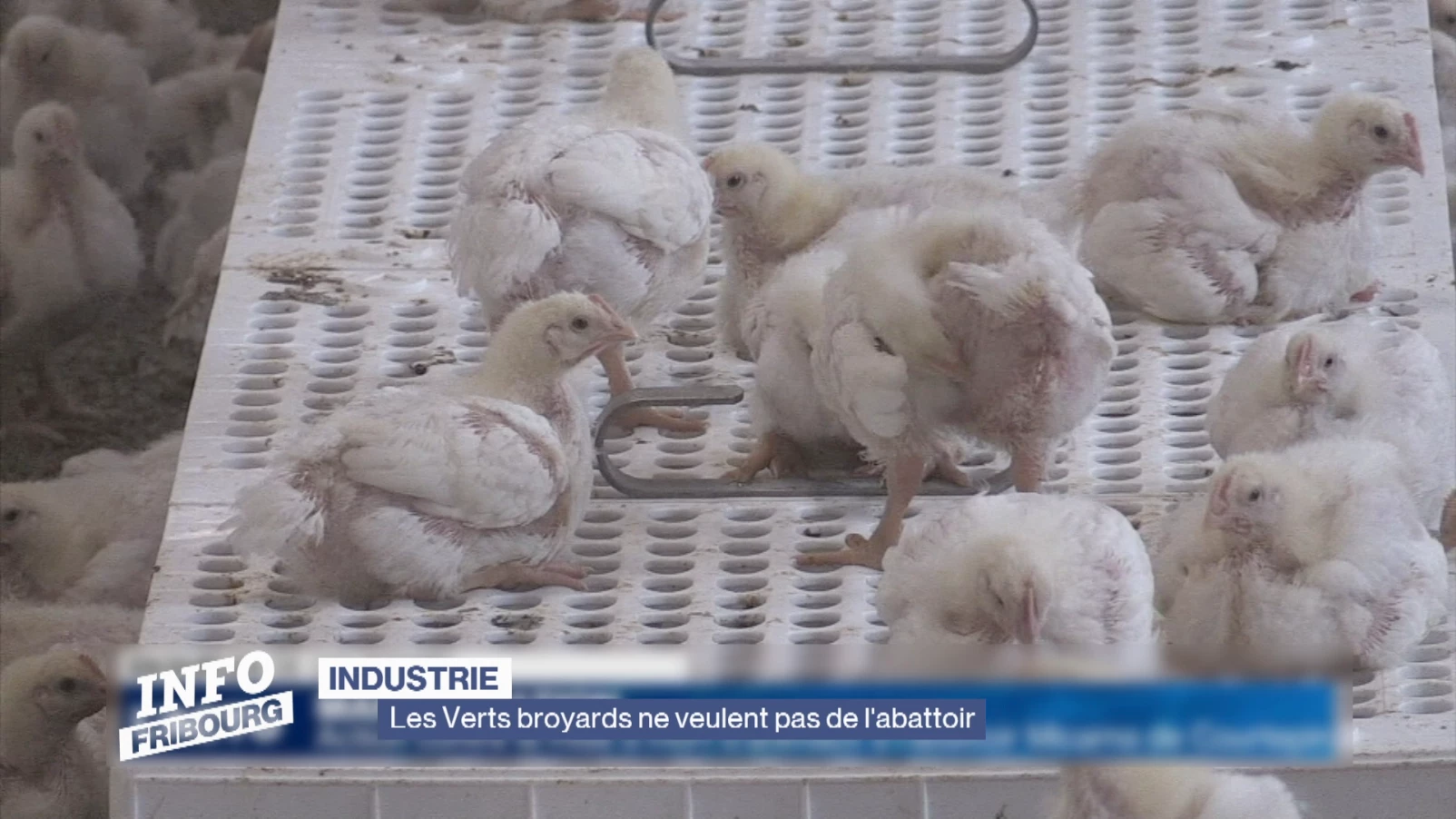 Les Verts broyards ne veulent pas de l'abattoir