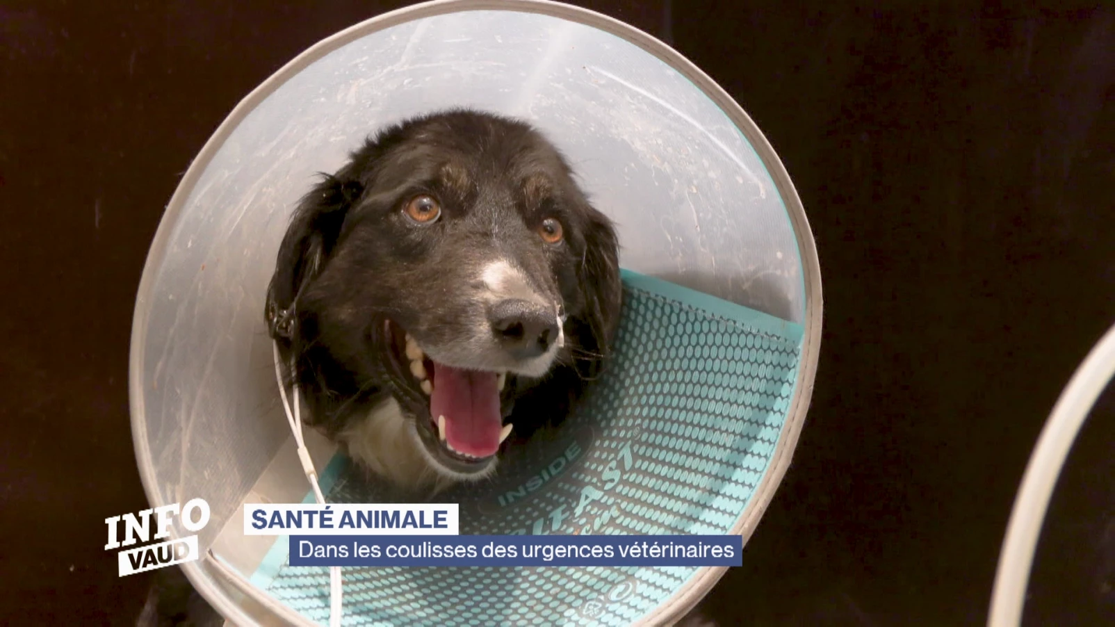 Dans les coulisses des urgences vétérinaires