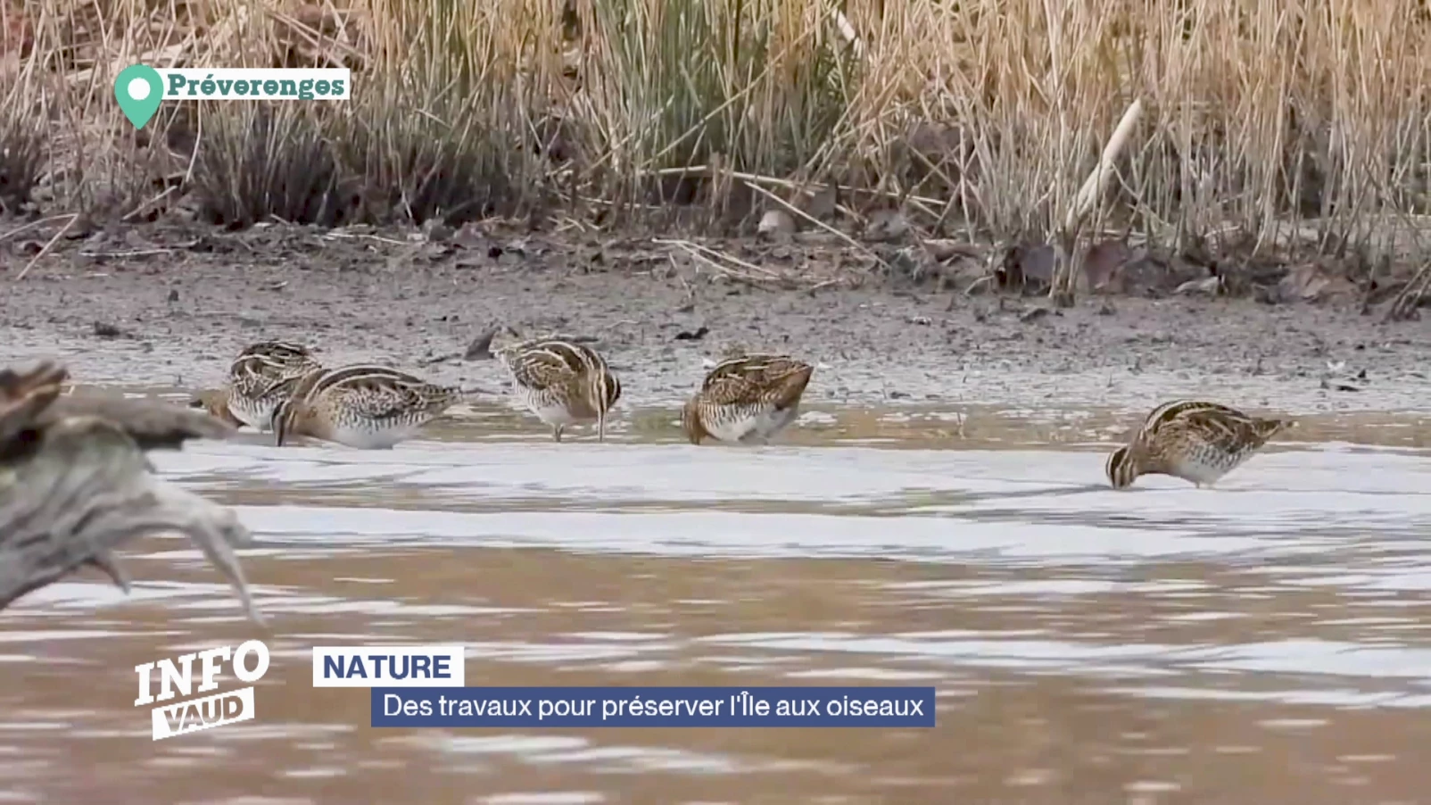 Des travaux pour préserver l'Île aux oiseaux