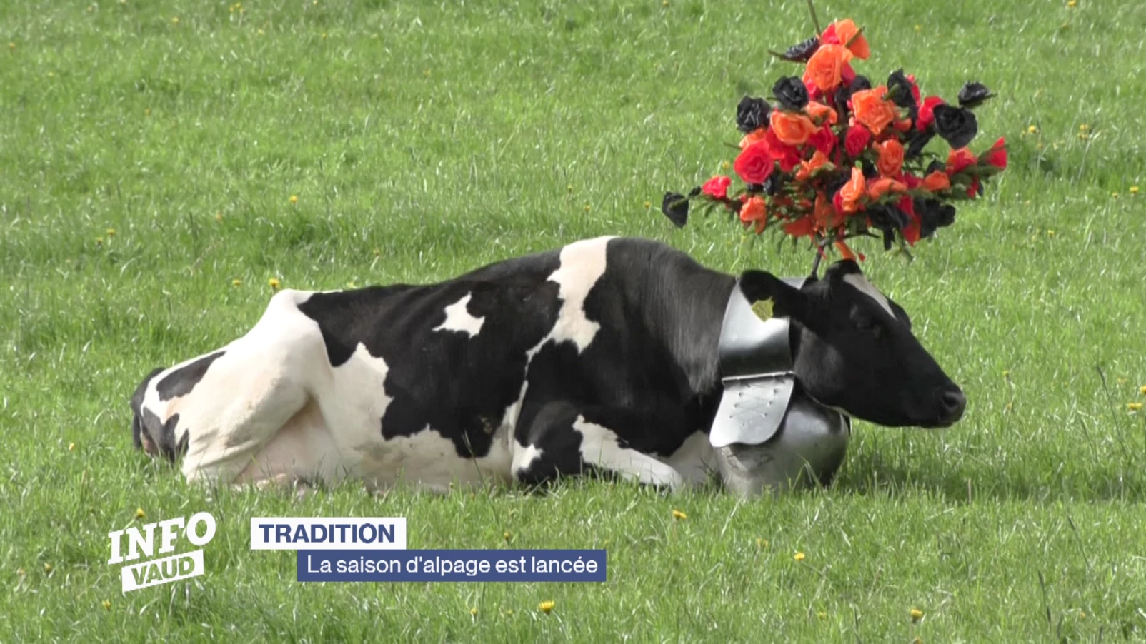 La saison d'alpage est lancée