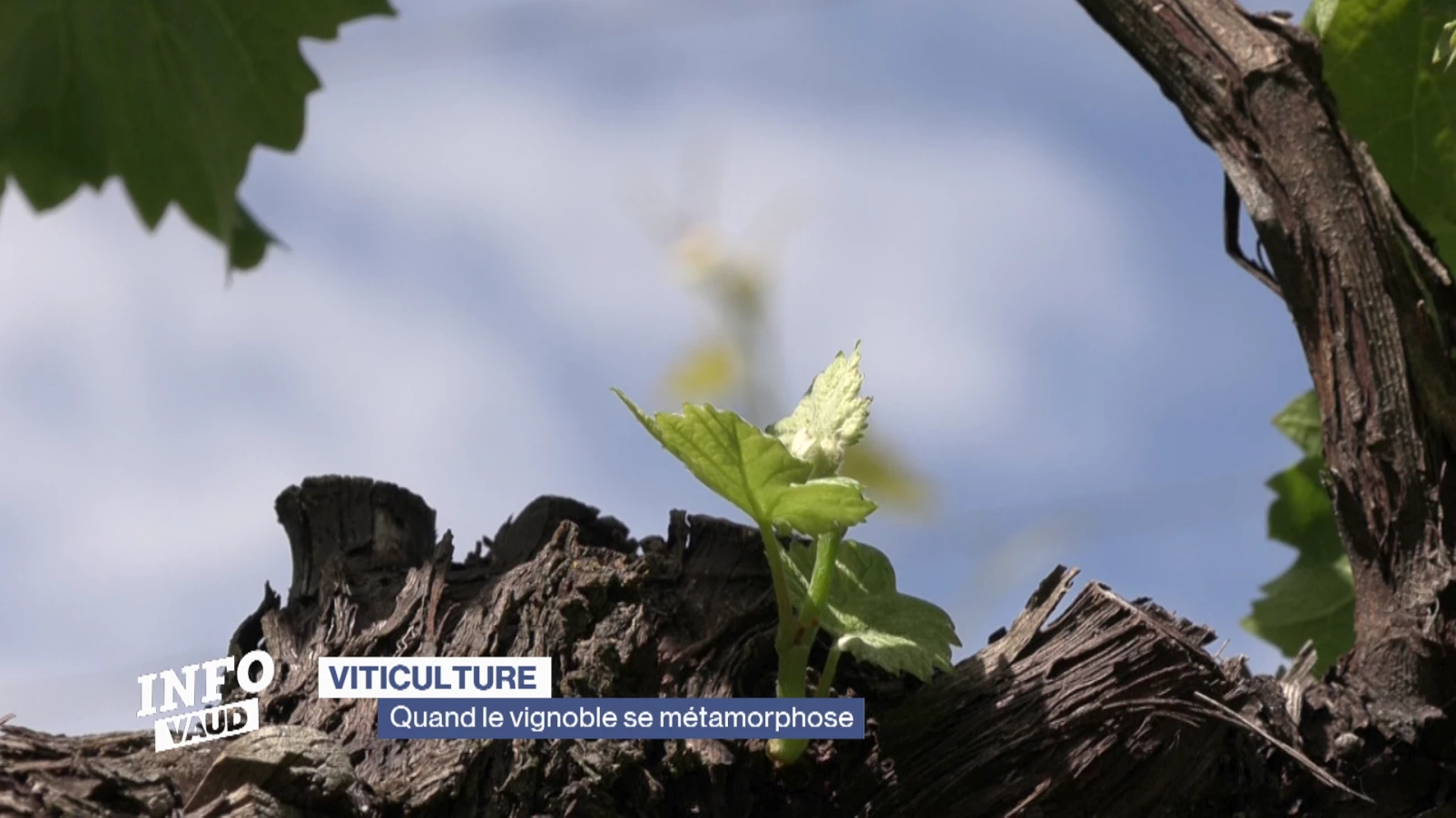 Un viticulteur se met à la culture des amandes