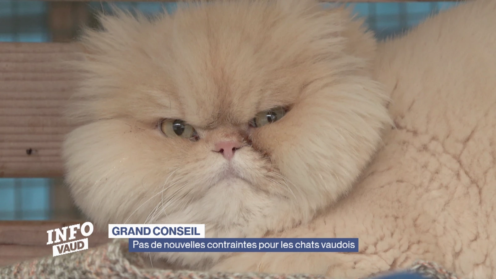 Les députés ne veulent pas toucher aux chats du canton