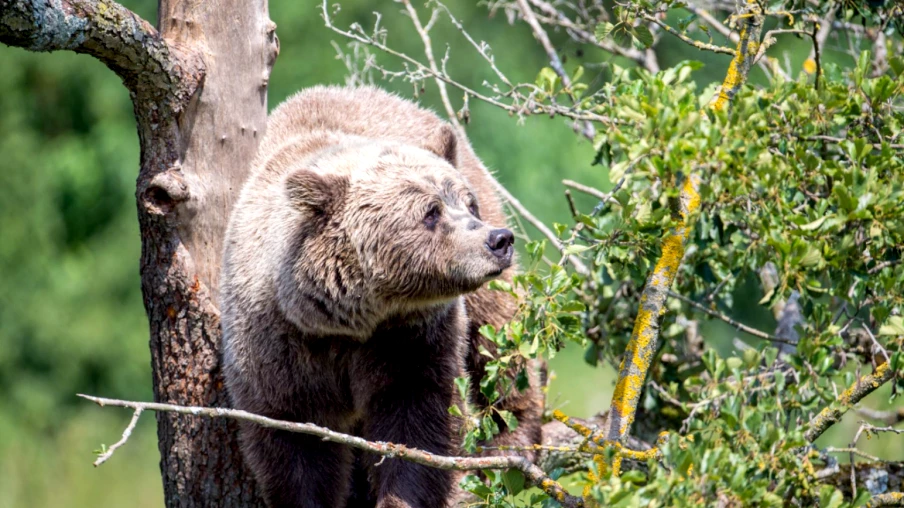 Grèce : randonneur mortellement poussé dans un ravin par un ours dans les Rhodopes Grèce : randonneur mortellement poussé dans un ravin par un ours dans les Rhodopes