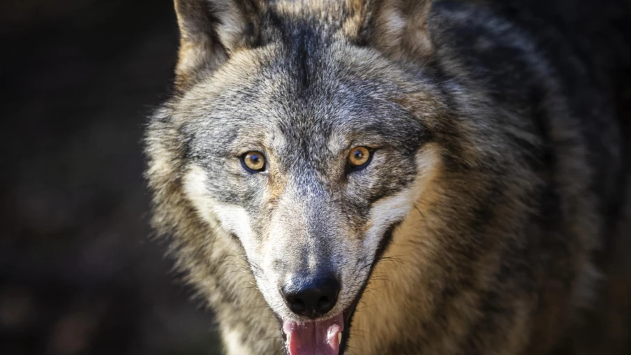 L'OFEV autorise des tirs préventifs de loup dans quatre cantons
